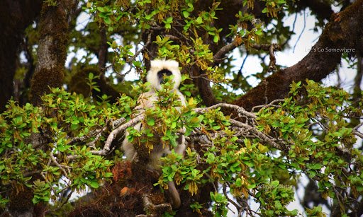 The Goat Village &amp; Nag Tibba trek