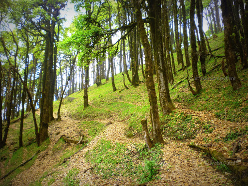 The Goat Village &amp; Nag Tibba trek